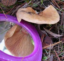 a mirror shows the close pink gills. Lactarius hibbardae var. hibbardae .